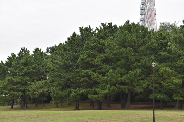 都会にある公園の木々