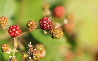 green and red blackberries, ripening blackberries, green and red blackberries in late summer, ripening berries in sunlight
