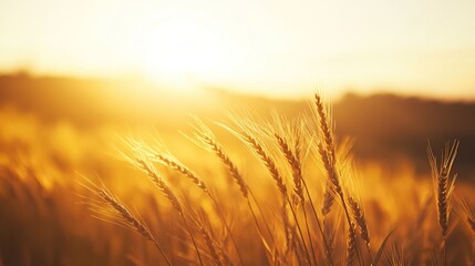 Obraz premium A detailed close-up panoramic view of golden wheat fields gently swaying in the breeze under a clear azure sky during a vibrant sunset. Warm sunlight casts a golden glow over the landscape.