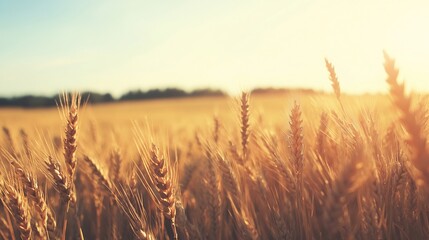 Naklejka premium A detailed close-up panoramic view of golden wheat fields gently swaying in the breeze under a clear azure sky during a vibrant sunset. Warm sunlight casts a golden glow over the landscape.