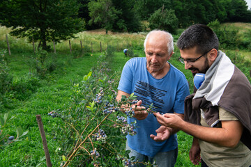 Father and Son Farmers Inspecting the Quality of Their Blueberry Harvest Together.