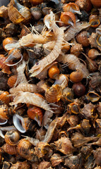 Fresh mantis shrimps laying on a bed of seashells