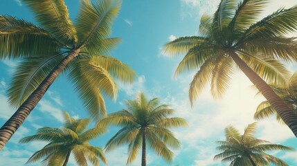 Some coconut palm trees copy space and blue sky and sun bright with cloud