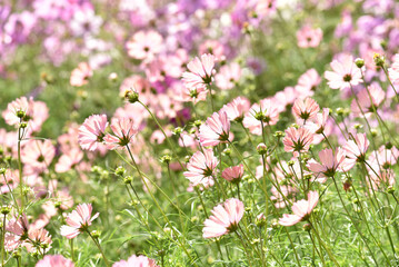 コスモスの花　花畑
