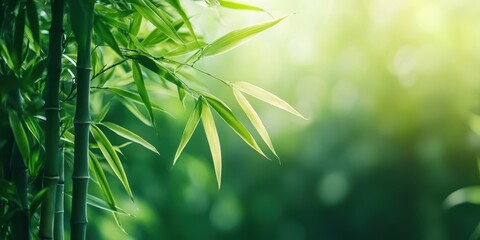 Lush green bamboo leaves with soft sunlight filtering through, creating a serene and tranquil atmosphere in nature.