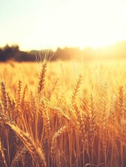 A detailed close-up panoramic view of golden wheat fields gently swaying in the breeze under a clear azure sky during a vibrant sunset. Warm sunlight casts a golden glow over the landscape.
