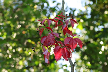 beautiful branch of a maiden vine, red leaves and dark berries blowing in the wind, sprawling...