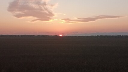 A stunning golden wheat field at sunset with a deep blue sky and wispy clouds. The warm sunlight casts a beautiful glow on the ripe wheat, creating a peaceful and serene setting.