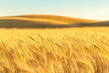 Obraz premium A detailed close-up panoramic view of golden wheat fields gently swaying in the breeze under a clear azure sky during a vibrant sunset. Warm sunlight casts a golden glow over the landscape.