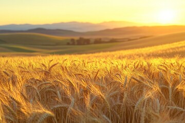 Obraz premium A detailed close-up panoramic view of golden wheat fields gently swaying in the breeze under a clear azure sky during a vibrant sunset. Warm sunlight casts a golden glow over the landscape.