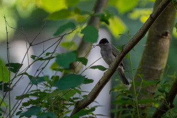 Blackcap delivering building materials