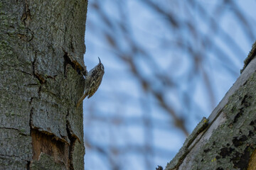 Treecreeper creeping up a tree #1