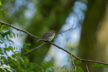Chiffchaff in the woods
