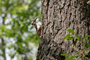 Woodpecker bringing food #7