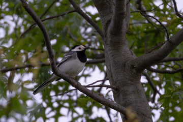 White wagtail in tree