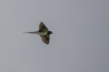 Single Swallow