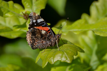 Admiral butterfly on oak leaf