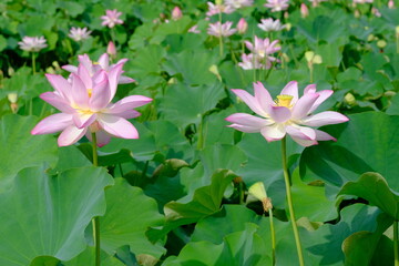 pink lotus in full blooming