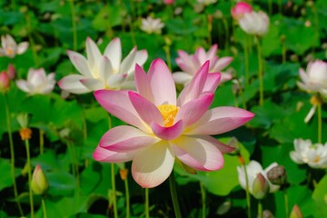Fototapeta premium pink lotus in full blooming