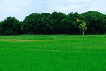 Summer rice fields in Kashihara City, Nara Prefecture