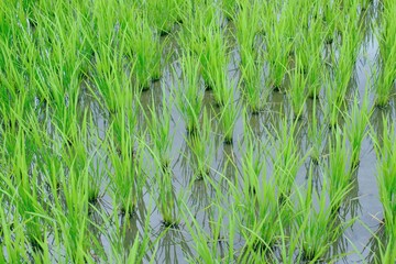 Flooded rice fields in midsummer