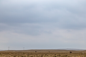 Gobustan, Azerbaijan  A desert landscape with horses and power lines.