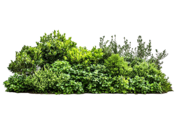 lush garden bushes cut out