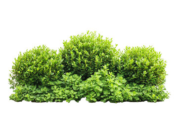 lush garden bushes cut out