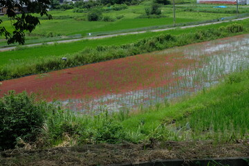 Natural farming rice fields infested with Azolla imbricata