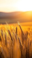 Obraz premium A detailed close-up panoramic view of golden wheat fields gently swaying in the breeze under a clear azure sky during a vibrant sunset. Warm sunlight casts a golden glow over the landscape.