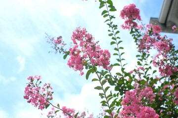 pink crape myrtle in full blooming