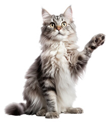 PNG Mammal animal kitten pet.