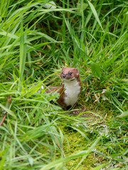 Weasel Looking Out in Grass Bank