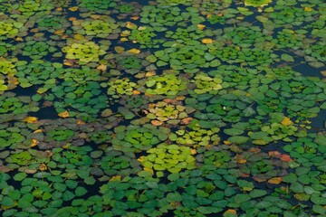 Aquatic plants floating on the water surface