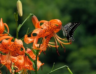 A swallowtail butterfly sucking nectar from a tiger lily