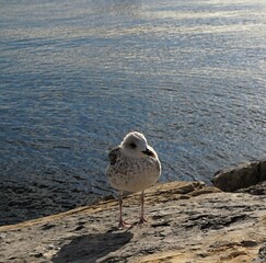 seagull on the beach