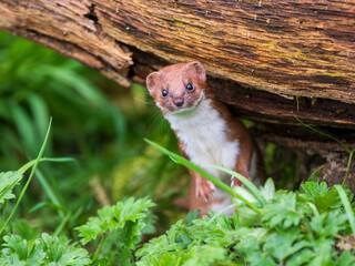 Weasel Looking Out in Grass Bank