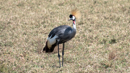 Grey crowned crane, Ngorongo crater, Tanzania