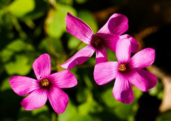 pink orchid in the garden