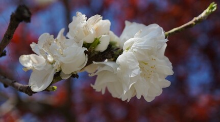 White spring flower