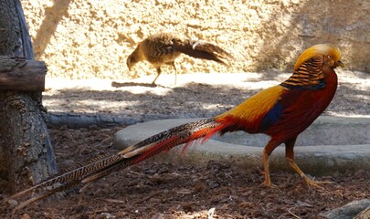 pheasant in the zoo
