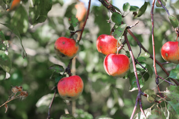 Apple tree with red apples on branches. Harvesting and Handling Apples.