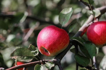 Apple tree with red apples on branches. Harvesting and Handling Apples.