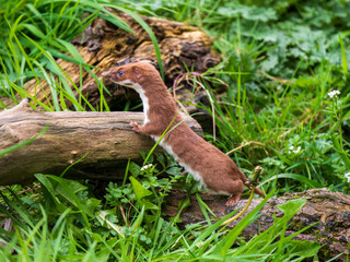 Weasel Looking Out in Grass Bank