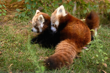 Two red pandas playing in the vegetation