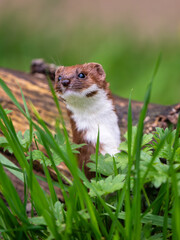 Weasel Looking Out in Grass Bank