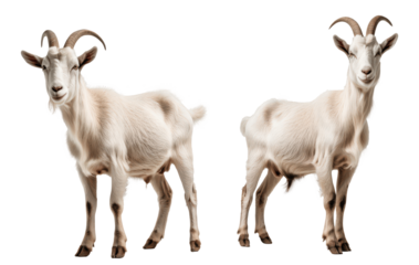 two goats isolated on transparent background
