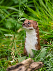 Weasel Looking Out in Grass Bank