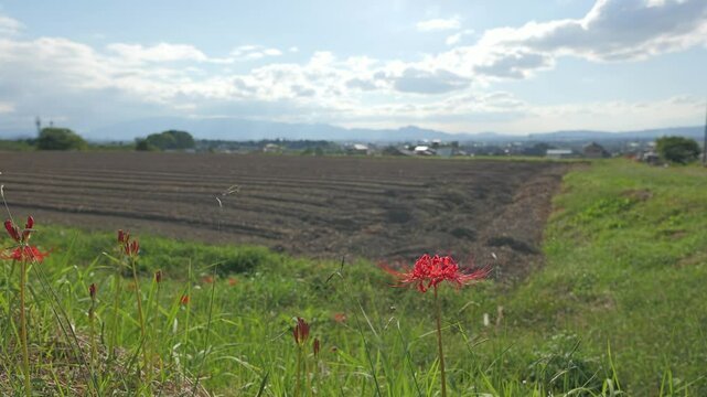 Autumn scenery and higanbana（Red spider lilies ,Lycoris radiata）