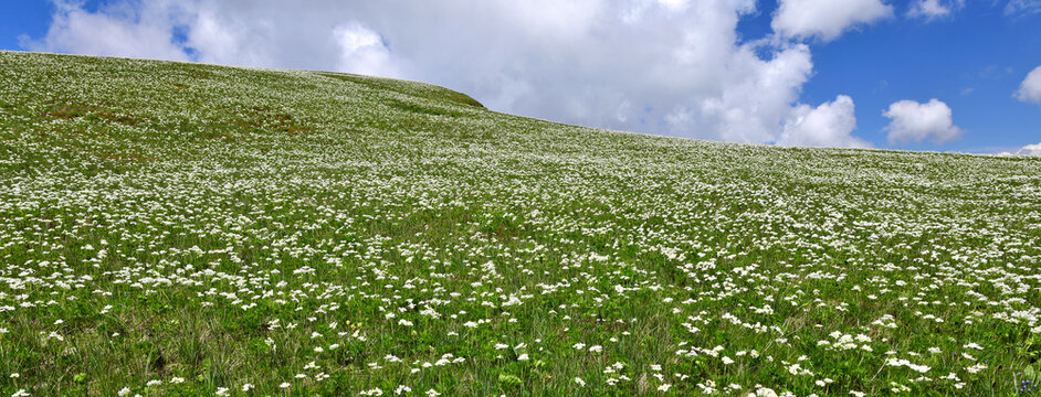 Bergwiese mit Narzissen-Windr&ouml;schen // Mountain meadow with Narcissus-flowered anemone (Anemone narcissiflora) - Biogradska Gora Nationalpark, Montenegro